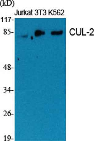 CUL-2 rabbit pAb