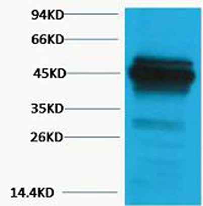 CK18 rabbit pAb