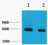 Bovine Serum Albumin rabbit pAb