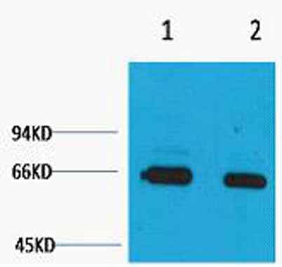 Bovine Serum Albumin rabbit pAb