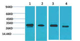 AMPKβ2 rabbit pAb