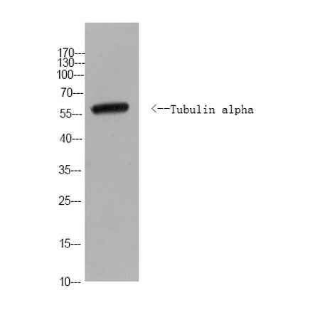 Tubulin alpha Rabbit pAb(Yeast)