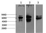 Peripherin Rabbit pAb