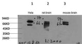 ATG13 Rabbit pAb