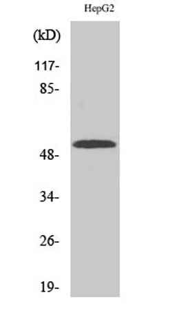 CYP2W1 rabbit pAb