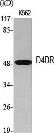 D4DR rabbit pAb
