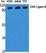 DNA Ligase III rabbit pAb