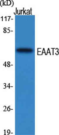 EAAT3 rabbit pAb