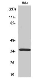 ELOVL4 rabbit pAb