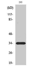 ELOVL6 rabbit pAb
