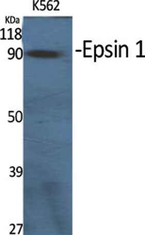Epsin 1 rabbit pAb