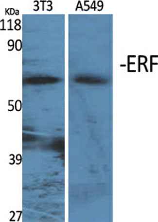 ERF rabbit pAb