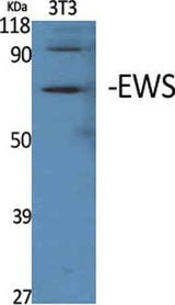EWS rabbit pAb