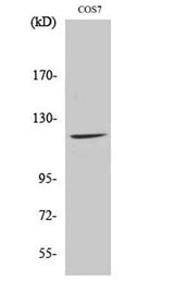 Fucokinase rabbit pAb