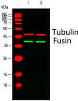 Fusin rabbit pAb