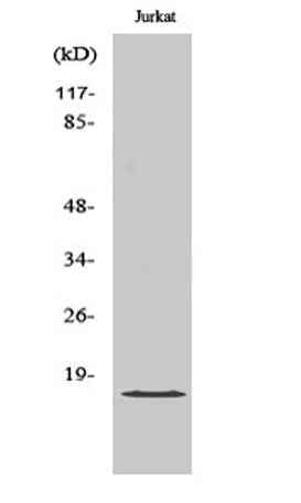 GADD 45γ rabbit pAb