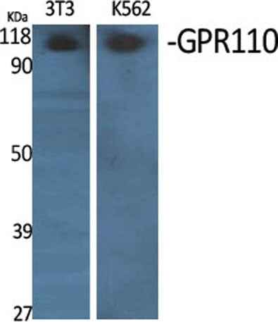 GPR110 rabbit pAb