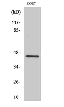 GRP1 rabbit pAb