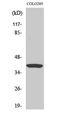 Gα t1 rabbit pAb
