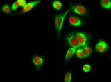 HDAC6 rabbit pAb