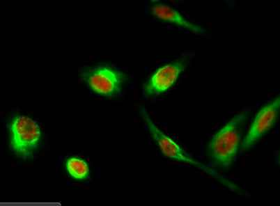 Histone H3.3 rabbit pAb