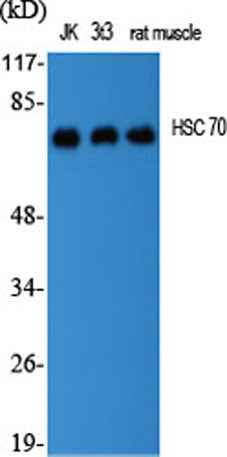HSC 70 rabbit pAb