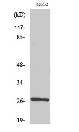 HSP β2 rabbit pAb