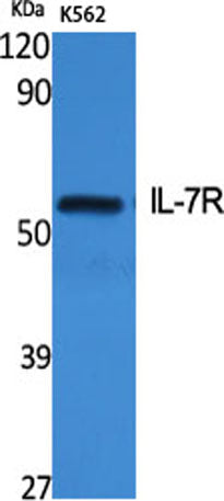IL-7R rabbit pAb 50µL/100µL