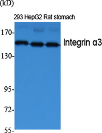 Integrin α3 rabbit pAb 50µL/100µL