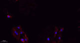 Integrin β3 rabbit pAb