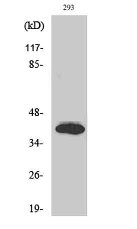 Islet-2 rabbit pAb