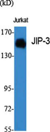 JIP-3 rabbit pAb