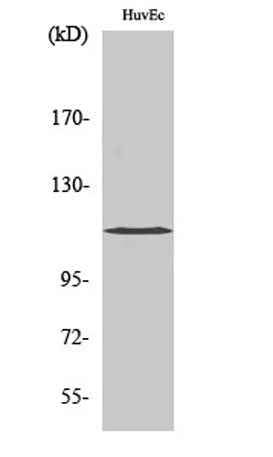 KCNH1 rabbit pAb