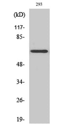 KV1.5 rabbit pAb 50µL/100µL