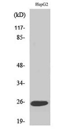 LT-β rabbit pAb