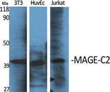MAGE-C2 rabbit pAb