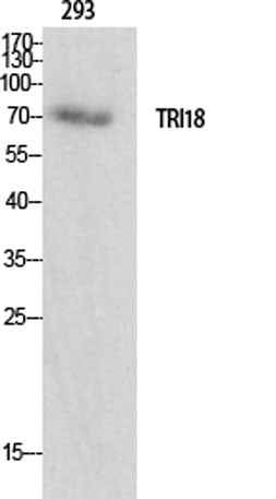 Midline-1 rabbit pAb