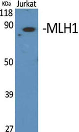 MLH1 rabbit pAb