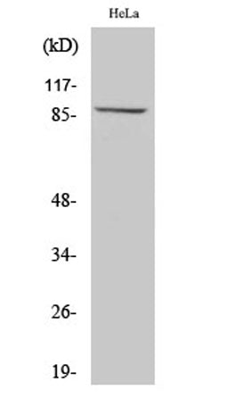 MLTK rabbit pAb 50µL/100µL