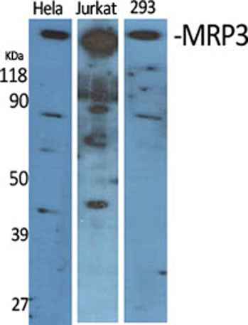 MRP3 rabbit pAb
