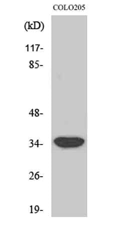 MRP-L4 rabbit pAb