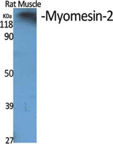 Myomesin-2 rabbit pAb