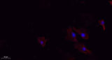 N/H/K-Ras rabbit pAb