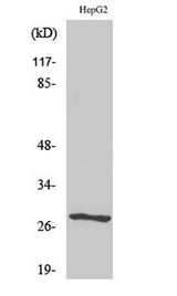 NPDC-1 rabbit pAb