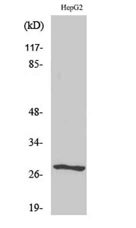 NPDC-1 rabbit pAb