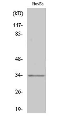 Olfactory receptor 1L6 rabbit pAb