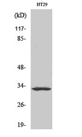 Olfactory receptor 2T1 rabbit pAb