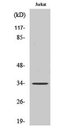 Olfactory receptor 4C15 rabbit pAb