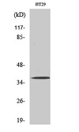 Olfactory receptor 51B2 rabbit pAb