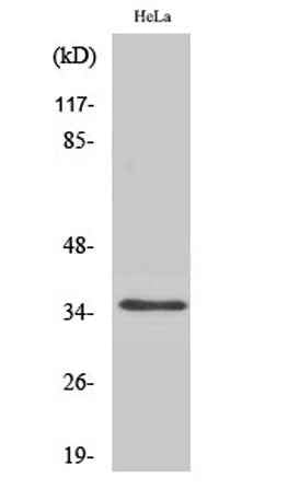 Olfactory receptor 52A1 rabbit pAb